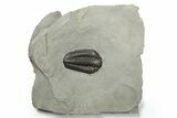 Calymene Niagarensis Trilobite Fossil - New York #270250-1